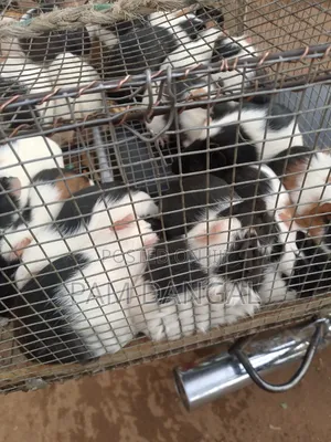 Healthy Guinea Pigs
