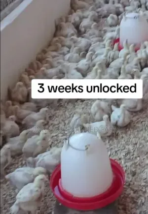 Broiler and Noiler Chicken