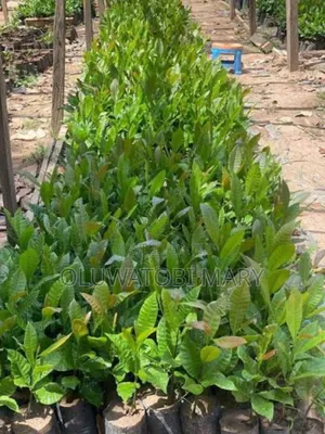 Jumbo Cashew Seedlings