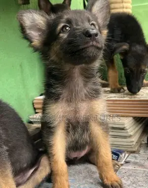 1-3 months Male Purebred German Shepherd