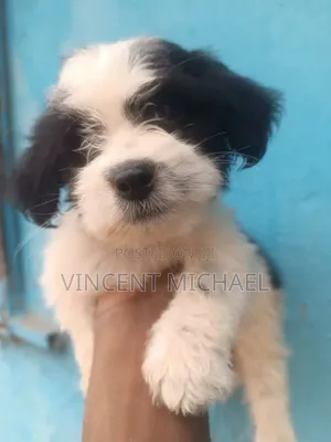 1-3 months Male Purebred Lhasa Apso