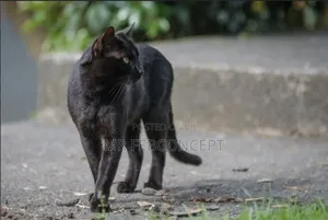 6-12 months Female Purebred American Shorthair