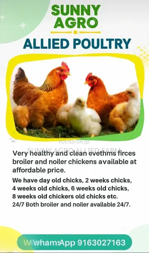 Broiler and Noiler Chicken
