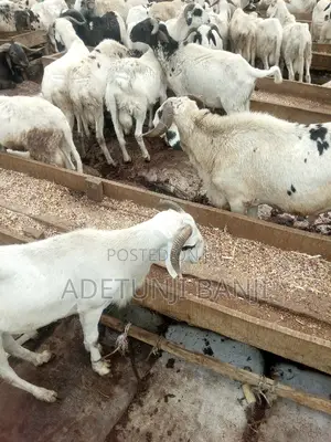 Goats