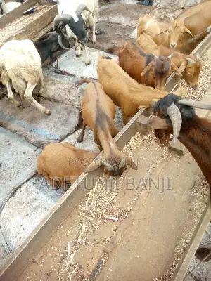 Goat Meet Is Good