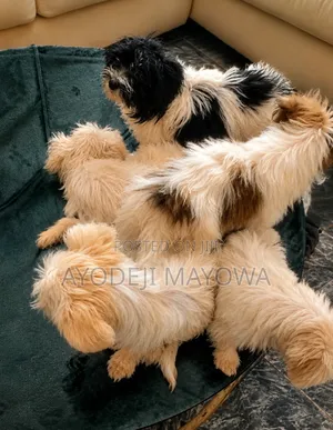 1-3 months Female Purebred Lhasa Apso