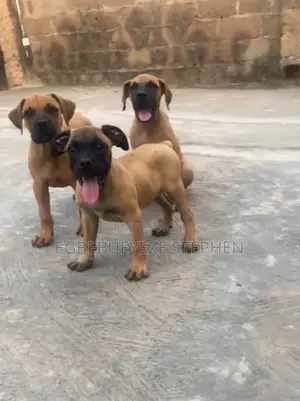 1-3 months Male Purebred Boerboel
