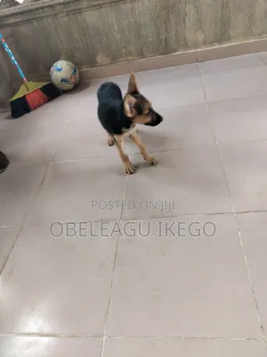 1-3 months Female Purebred German Shepherd