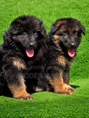 1-3 months Female Purebred German Shepherd