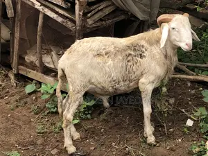 Ram Livestock