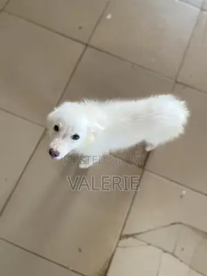 3-6 months Male Purebred American Eskimo