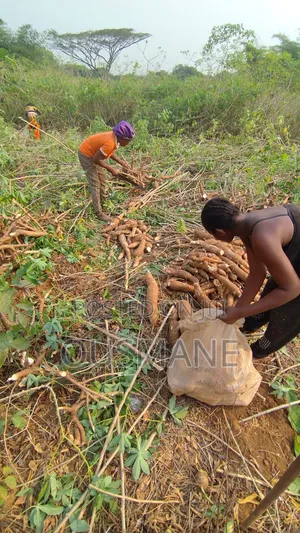 Cassava Tuber And Stems
