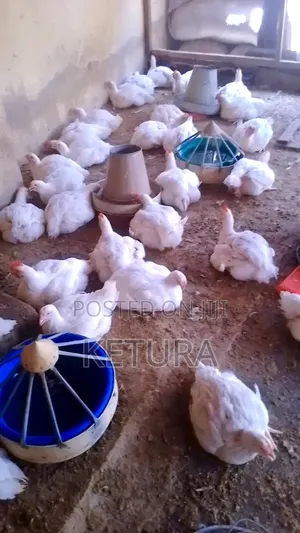 Poultry Farmer