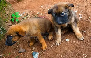 0-1 month Female Mixed Breed German Shepherd
