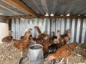 Noiler Crossbreed Chicks