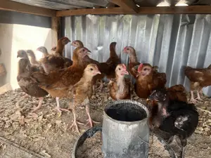 Noiler Crossbreed Chicks