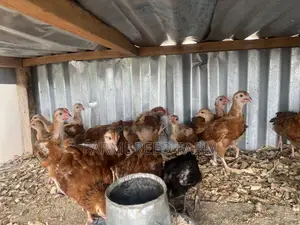 Noiler Crossbreed Chicks
