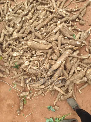 Cassava Tuber and Stems