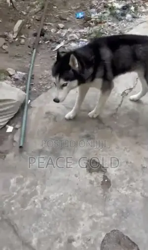 1+ year Male Purebred Siberian Husky