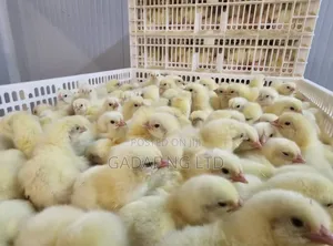 Olam Day Old Chicken (Doc)