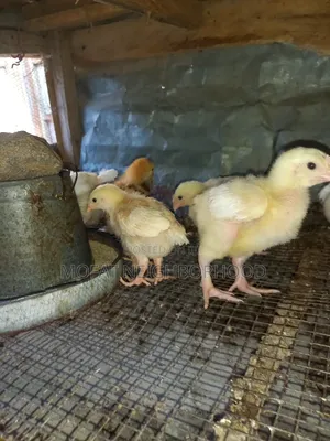 Poultry Bird