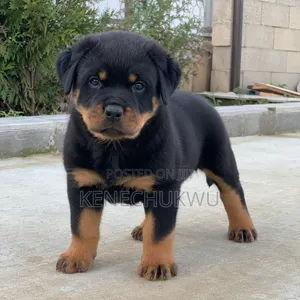 1-3 months Female Purebred Rottweiler