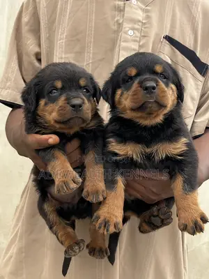 1-3 months Female Purebred Rottweiler