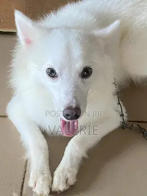 1+ year Male Purebred American Eskimo