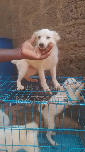 1-3 months Male Purebred Lhasa Apso