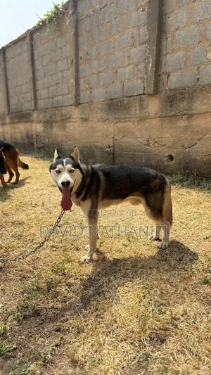 1+ year Male Purebred Siberian Husky