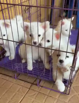 1-3 months Male Purebred American Eskimo