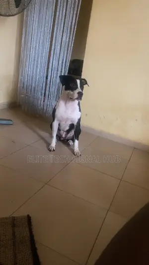 1+ year Male Purebred American Pit Bull Terrier