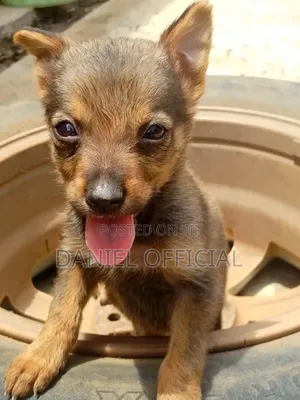 0-1 month Male Purebred German Shepherd
