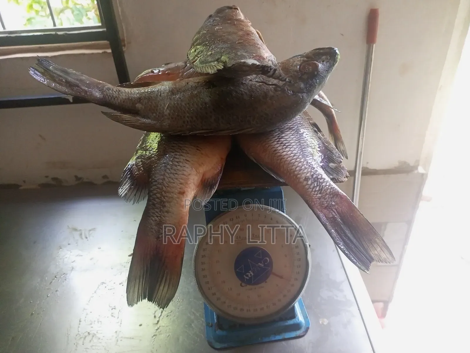 Salt Water Seafoods