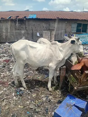 Home Breed Fleshy Cattle for Sale