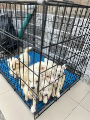 1-3 months Female Purebred American Eskimo