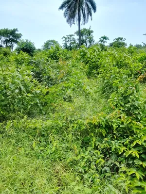 1 Acre of Land With Well Water for Sale at Lamini Off Ilaji Town, Ib.