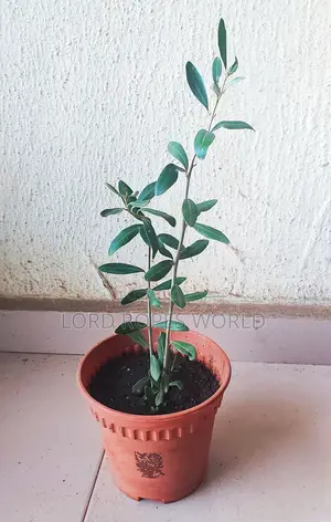 Olive Tree