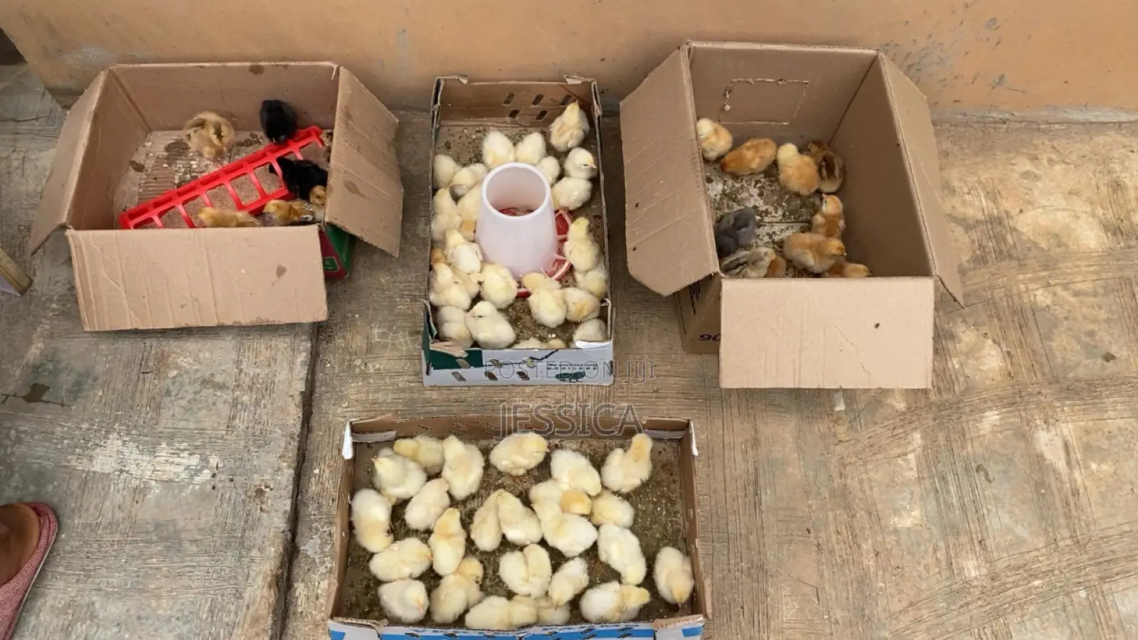 1month Class For Poultry