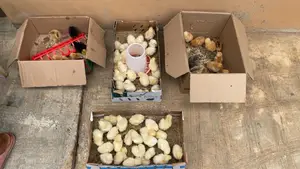 1month Class For Poultry