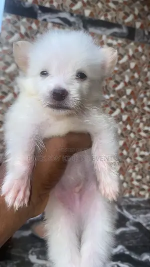 0-1 month Male Purebred American Eskimo