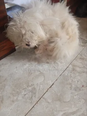 6-12 months Female Purebred Lhasa Apso