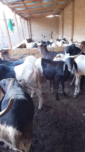 Sallah Rams