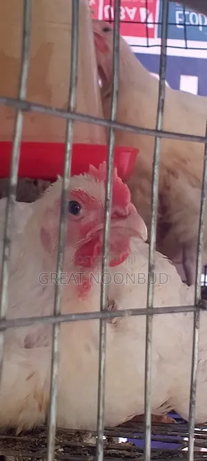 Organic Broiler Chicken In Packs And Whole