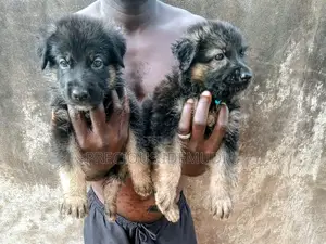 1-3 months Female Purebred German Shepherd