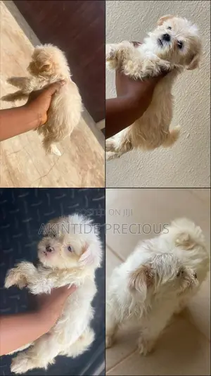 1-3 months Female Purebred Lhasa Apso