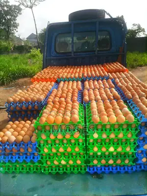 Fresh Eggs Supply