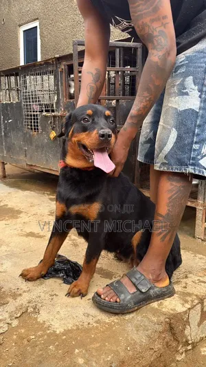 1+ year Female Purebred Rottweiler