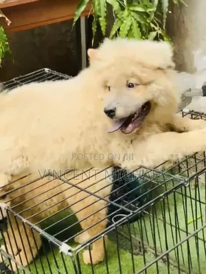 3-6 months Male Purebred Chow Chow