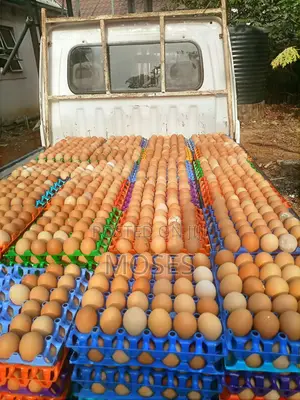 Fresh Eggs Supply